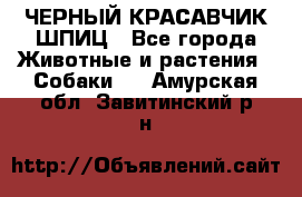 ЧЕРНЫЙ КРАСАВЧИК ШПИЦ - Все города Животные и растения » Собаки   . Амурская обл.,Завитинский р-н